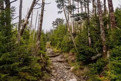 A trail to Mount LeConte in the Smoky Mountains.