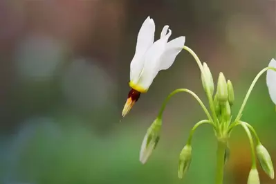 A beautiful white wildflower.