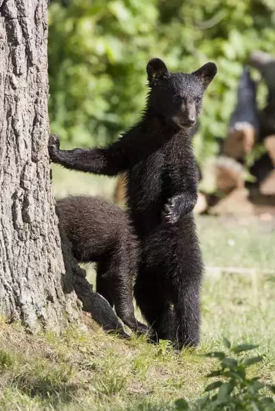 Other Places We’ve Seen Smoky Mountain Black Bears