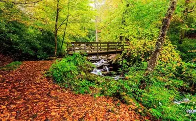Fall leaves covering the Chimney Tops trail in the Great Smoky Mountains National Park.