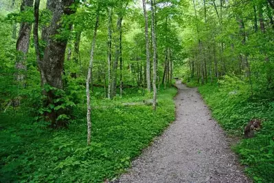 A path along the Chimney Tops Trail.