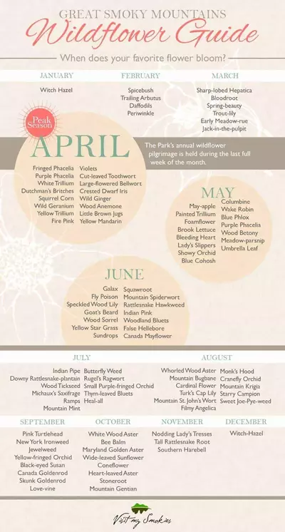 A guide to the best time to visit Gatlinburg TN to see wildflowers.