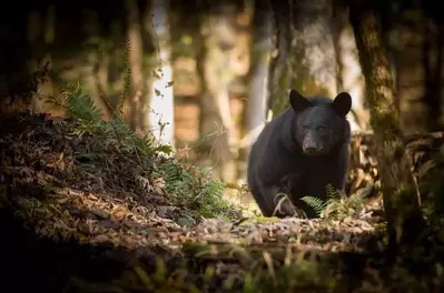 Great Smoky Mountain black bear
