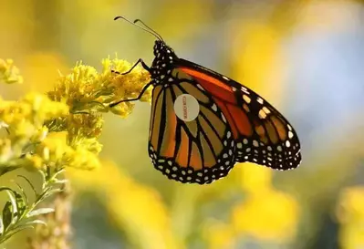 Tagged Monarch butterfly on a yellow flower