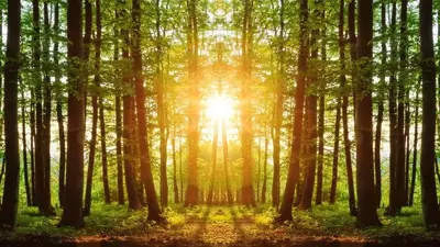 The sun peeking through the trees in the woods of the Smoky Mountains