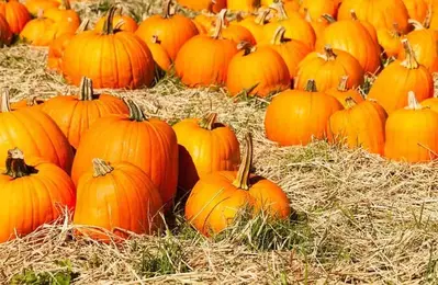 Pumpkin patch in a field of straw