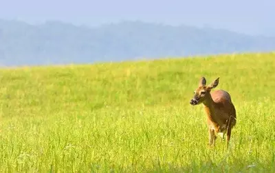 deer grazing on grass in Cades Cove