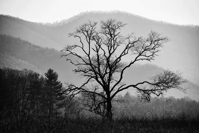 Black and white picture of a tree in the Smoky Mountains