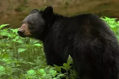 Smoky Mountain black bear