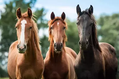 Horses__3_-Medium