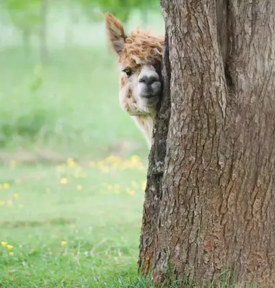 Alpaca hiding behind a tree
