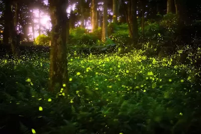 Fireflies in the woods at night