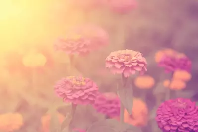 Vintage style photo of wildflowers