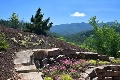 spring flowers at Anakeesta in Gatlinburg