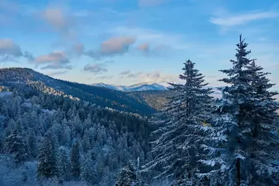 Winter Trees