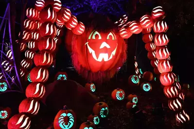 pumpkins
