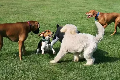 dogs at the dog park