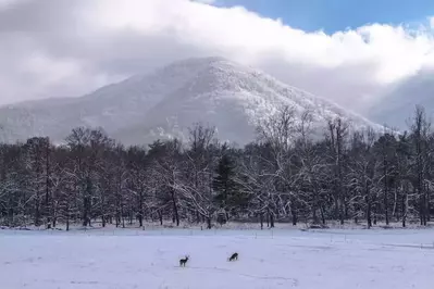 snowy day in Cades Cove