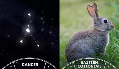 Rabbit and cancer sign
