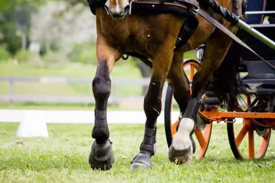 horse pulling carriage