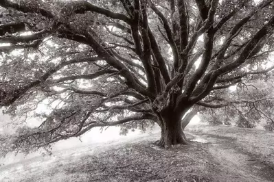 white oak tree