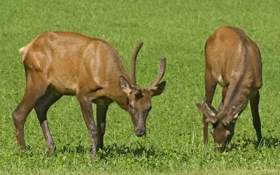 two young smoky mountain elk grazing