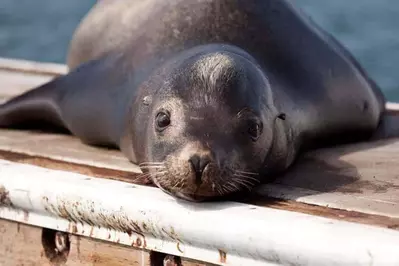 sea lion