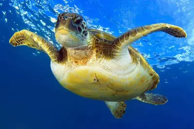green sea turtle in aquarium