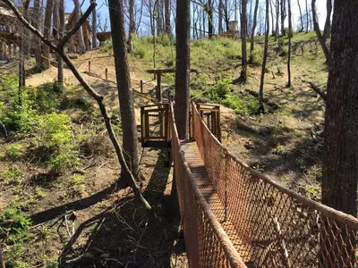 treetop canopy walk