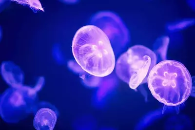 moon jellyfish in an aquarium