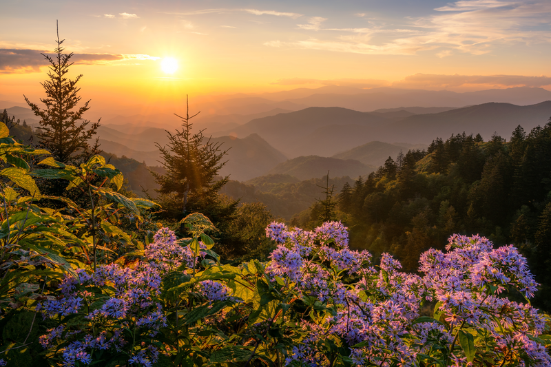 wildflowers in the smokies