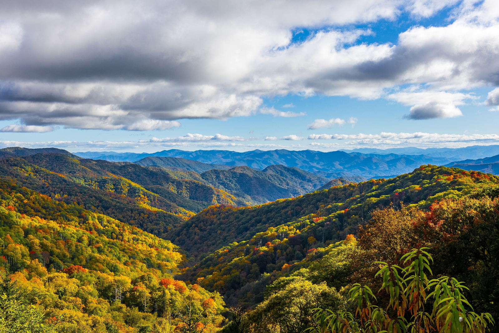 fall foliage in the Smoky Mountains