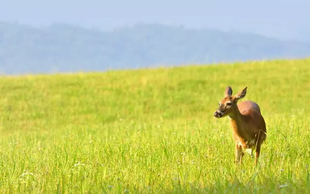 deer in the Smokies
