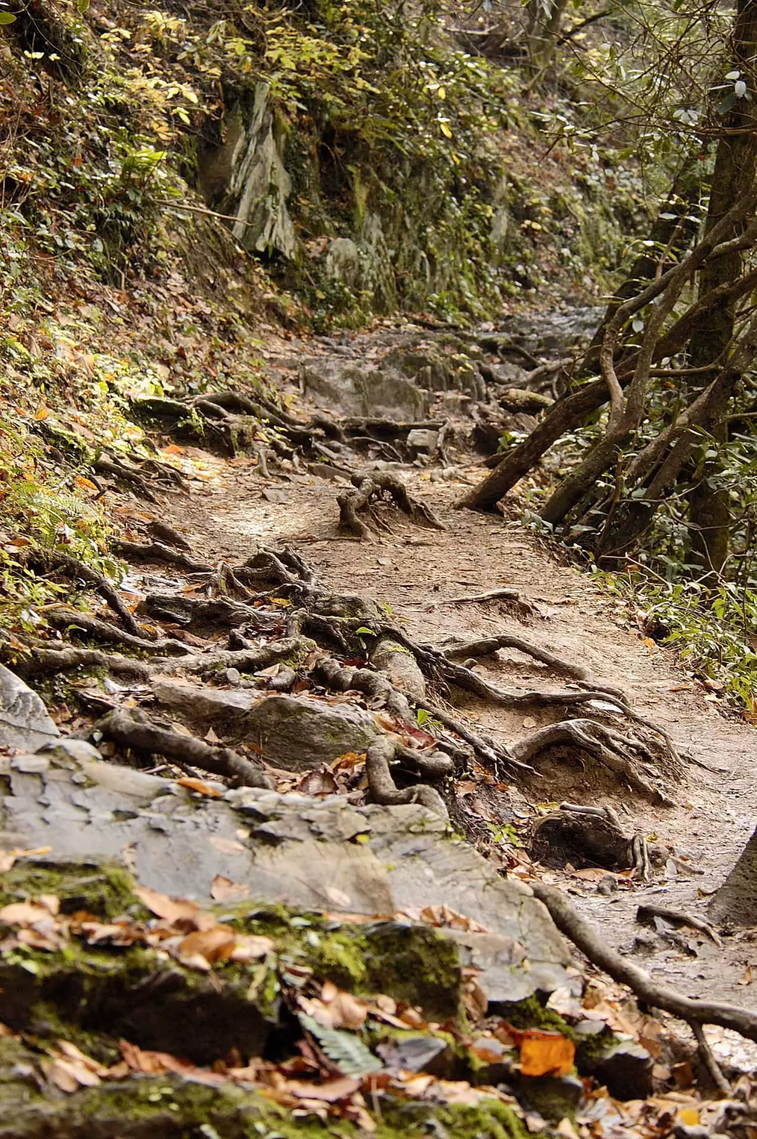 trail in the Smokies