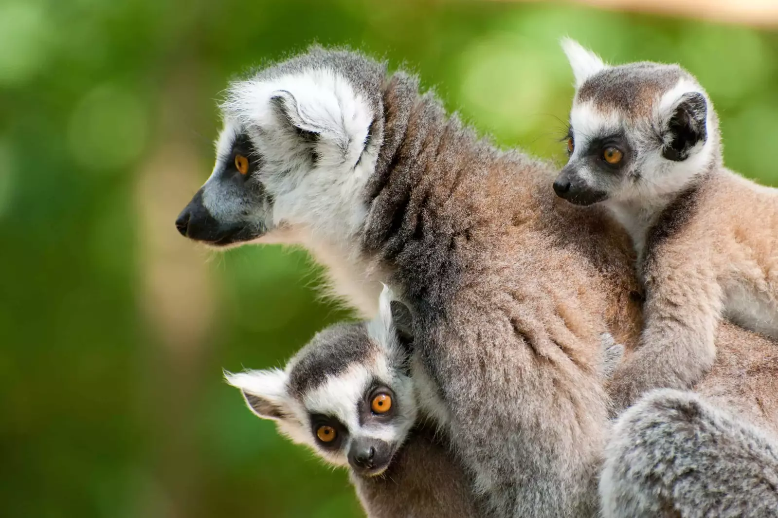 lemur_family