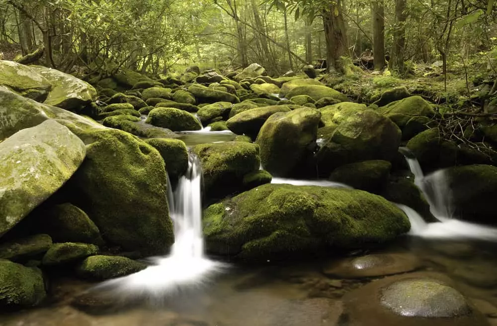 stream in the Smokies