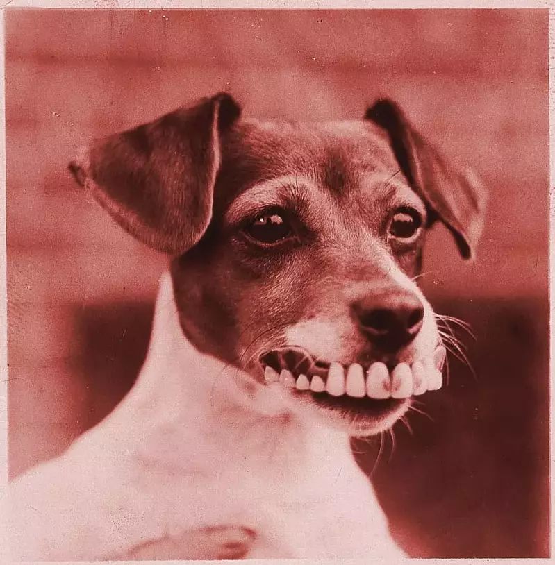 dog_with_dentures1
