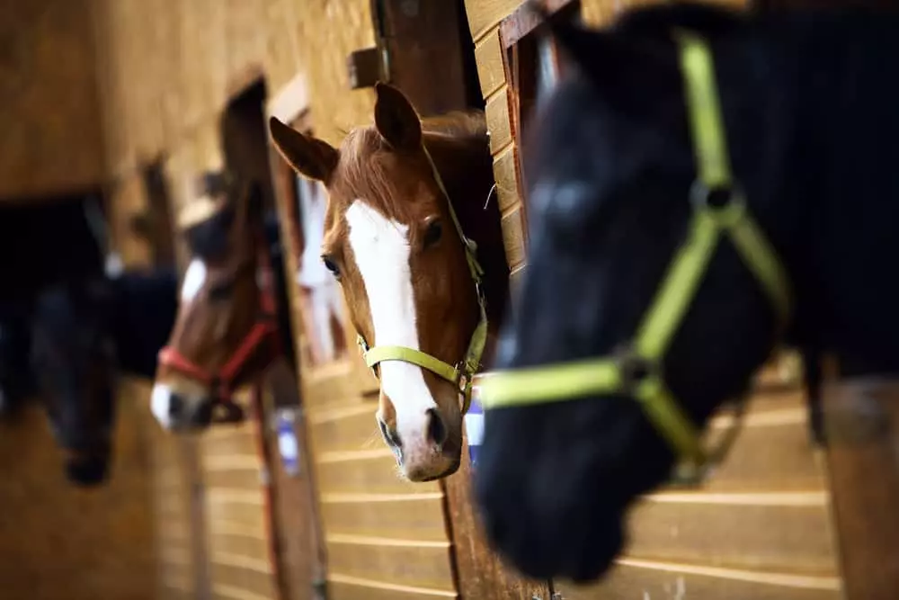 horses