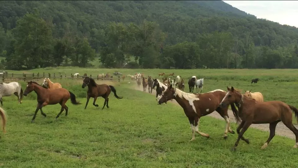 horses in the Smokies