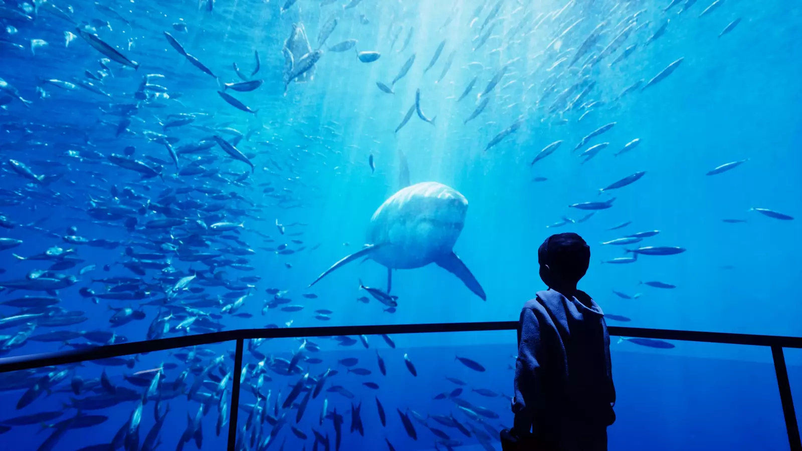 11_A-discovery-up-close-shark-kid