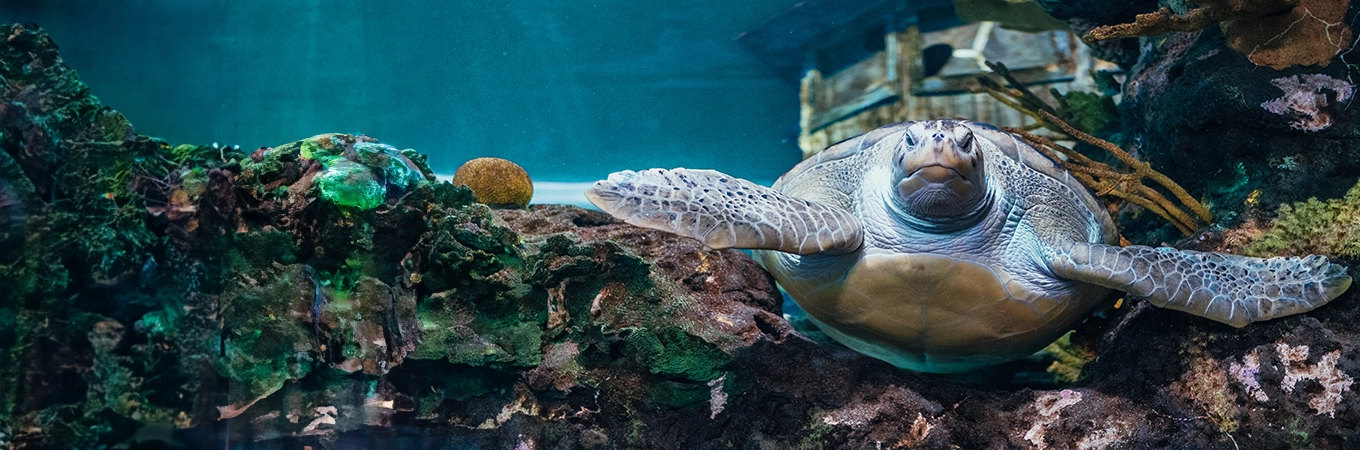 sea turtle in aquarium