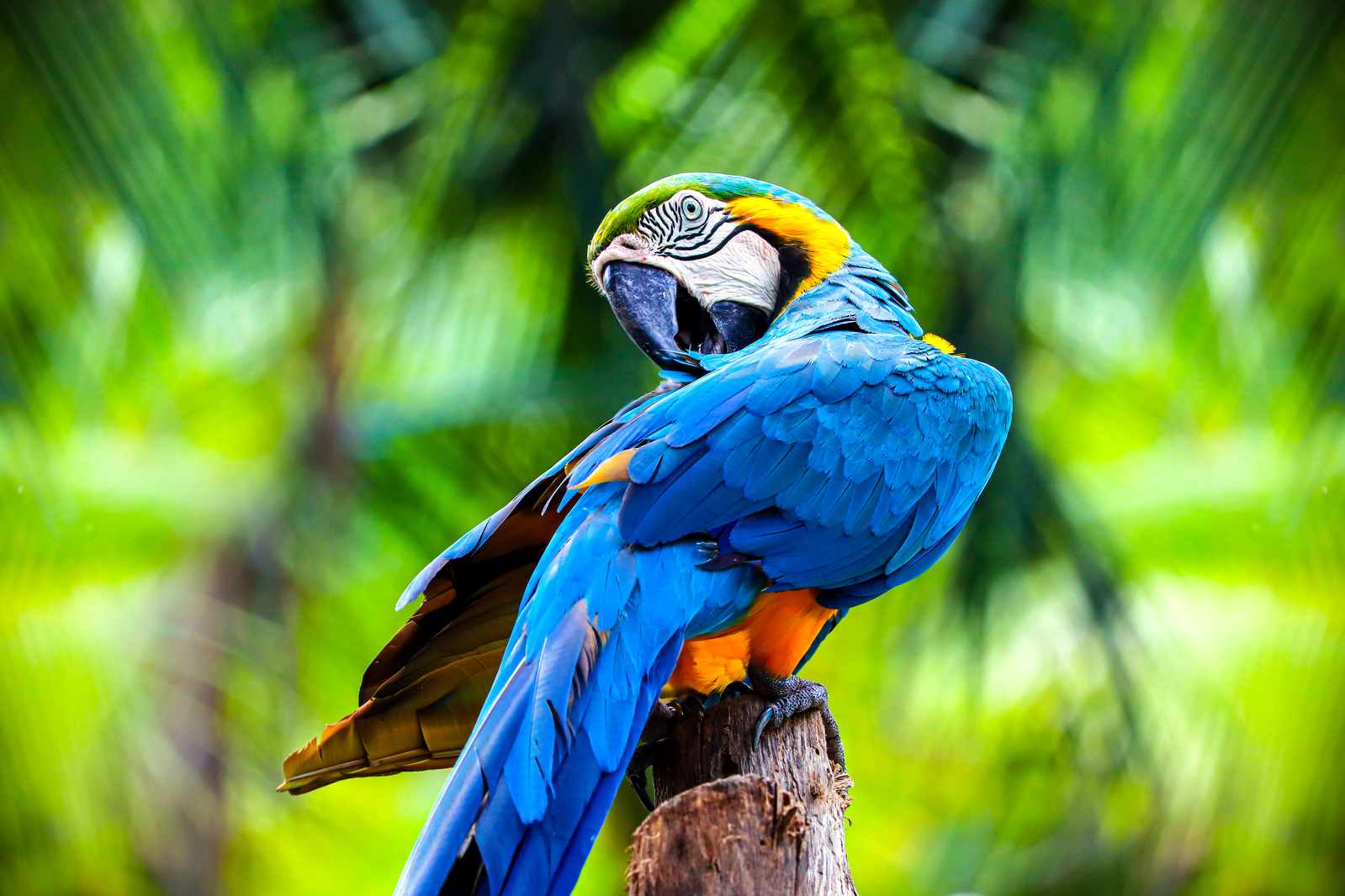 tropical bird