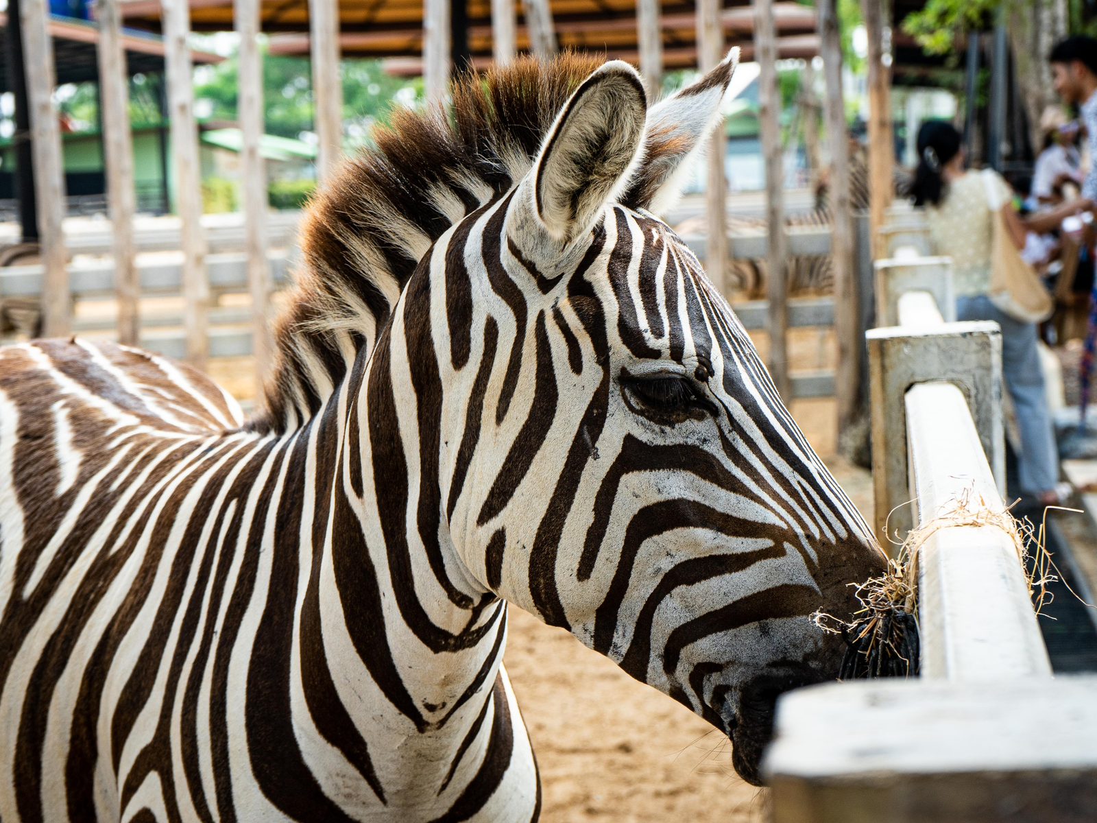zebra at petting zoo