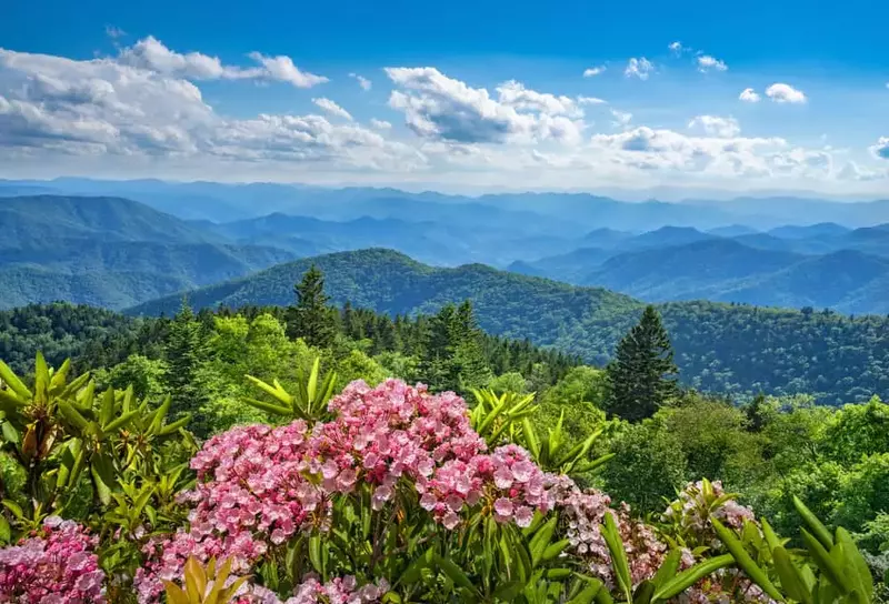 wildflowers in the smokies