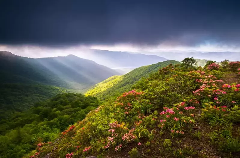 wildflowers in the smokies