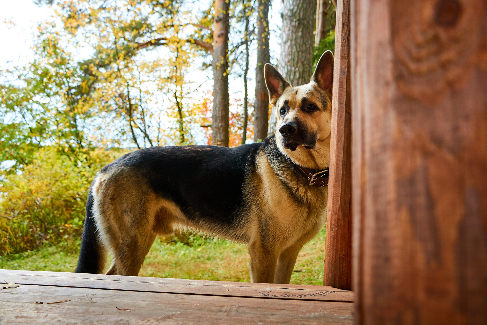 pet friendly cabins