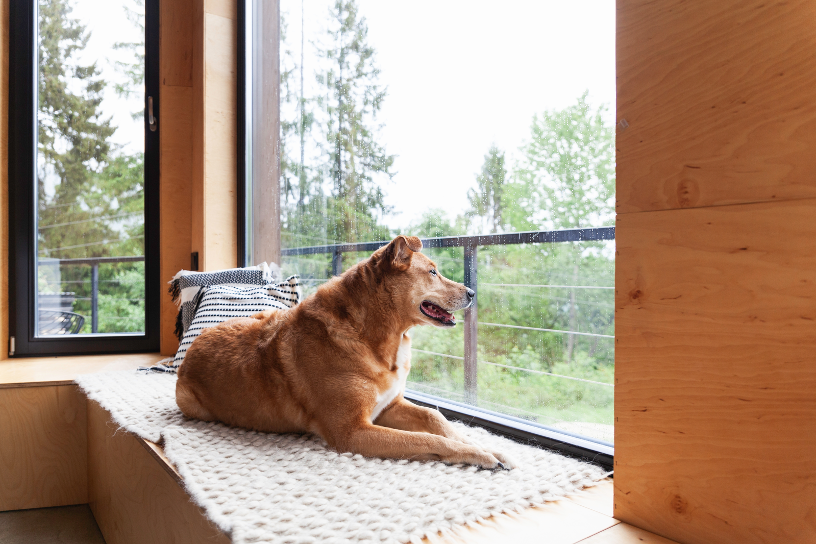 pet friendly cabins in gatlinburg
