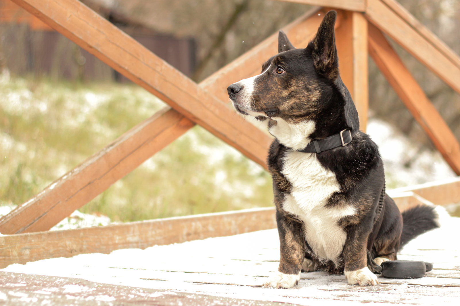 pet friendly cabins in pigeon forge