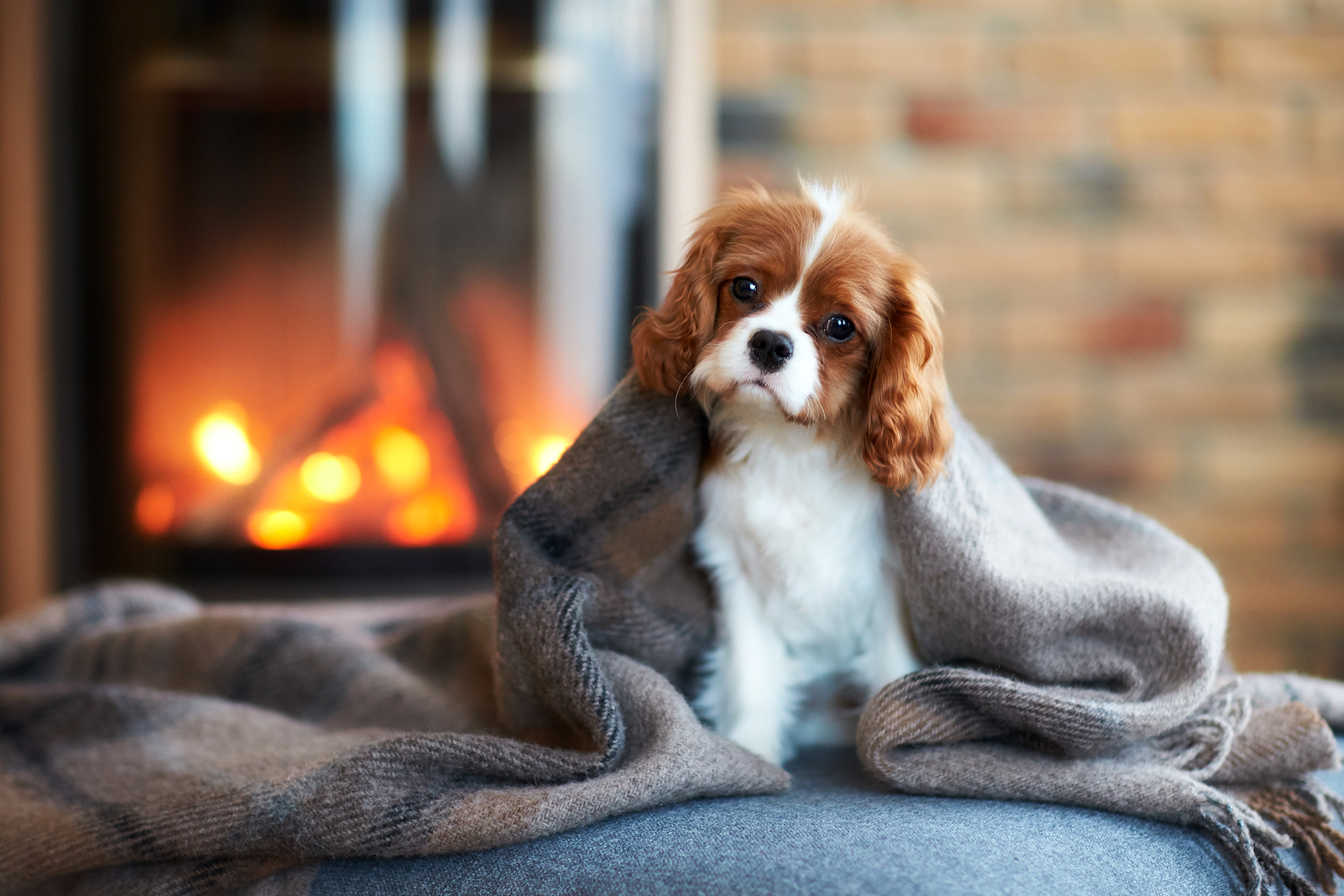 pet friendly cabins in sevierville