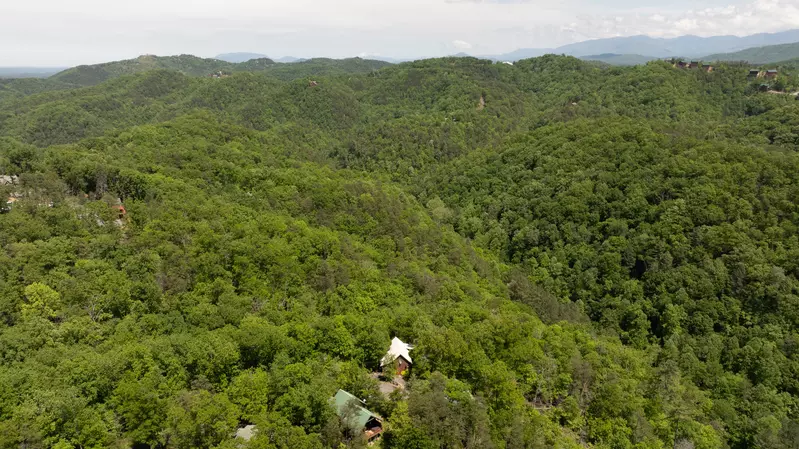 Emerald forest arial view